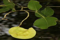 Pterocarpus santalinus